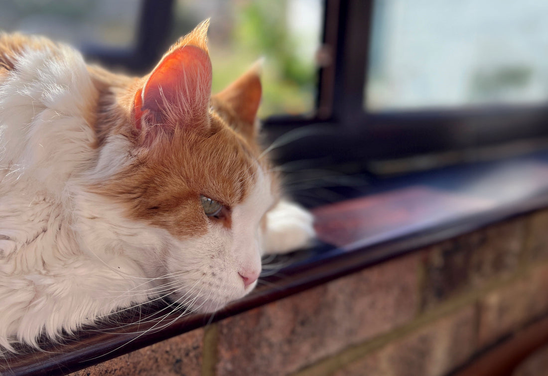 Can I Compost Cat Litter?