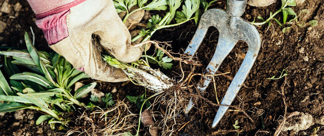 Can I Compost Weeds?