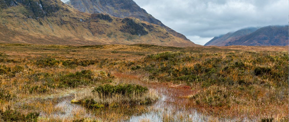 Everything You Need to Know About Peat