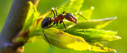 Ants in my compost