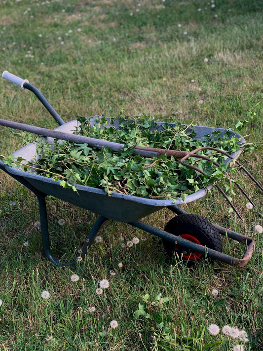 What Can I Compost From The Garden?