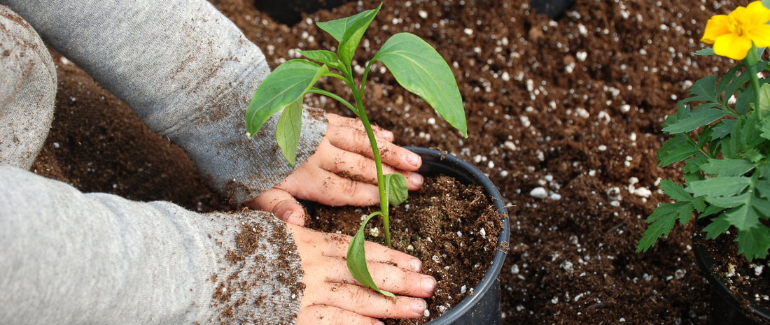 10 Ways to Use Your Homemade Compost