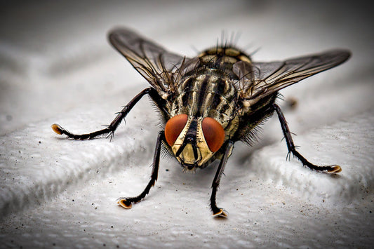 How To Prevent Flies and Maggots