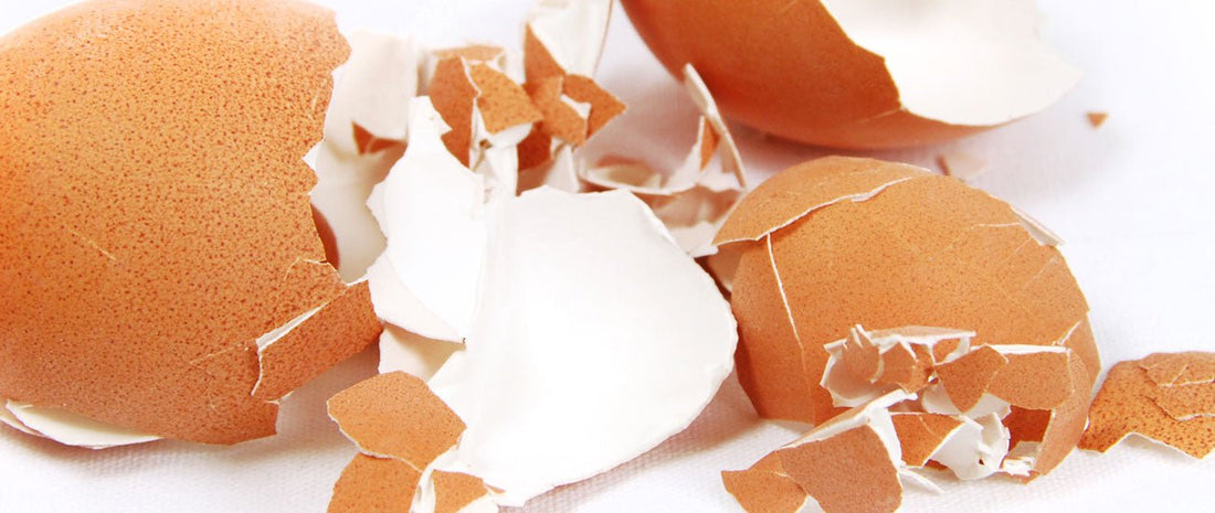 Can I Compost Egg Shells? - HOTBIN Composting