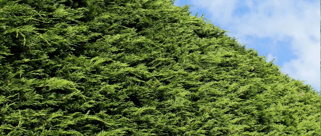 Can I Compost Leylandii? - HOTBIN Composting