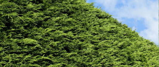 Can I Compost Leylandii? - HOTBIN Composting