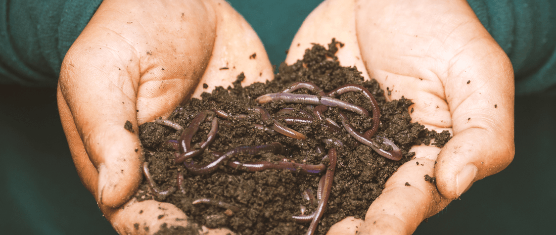 All About Bacteria And Micro-Organisms - HOTBIN Composting