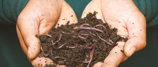 All About Bacteria And Micro-Organisms