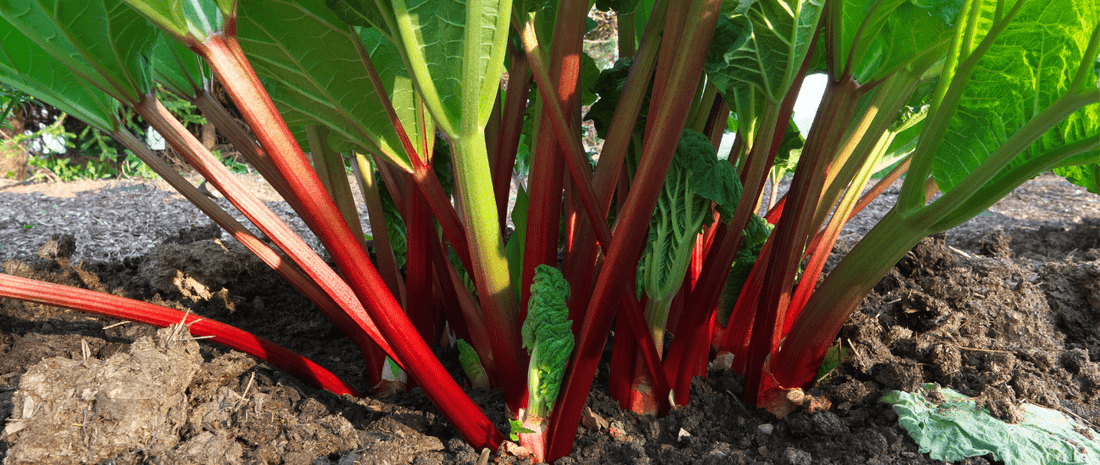 Can Rhubarb Leaves Be Composted? - HOTBIN Composting