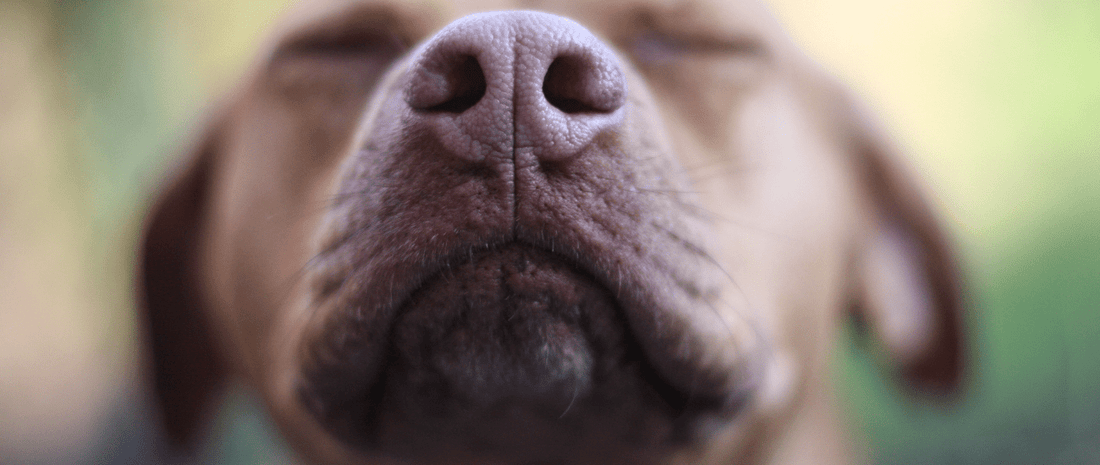 Odours Coming From The HOTBIN - HOTBIN Composting