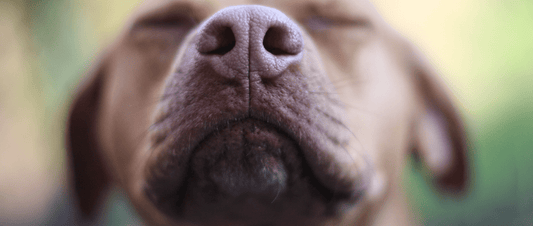 Odours Coming From The HOTBIN - HOTBIN Composting