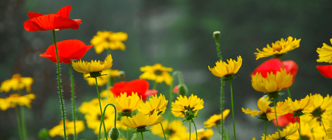 What Can I Compost During Summer? - HOTBIN Composting