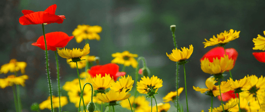 What Can I Compost During Summer? - HOTBIN Composting