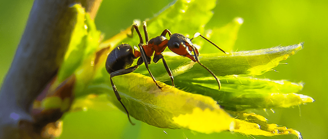 8 Types of Composting Critters - HOTBIN Composting
