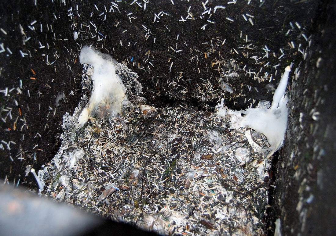 All About Mould And Fungi - HOTBIN Composting