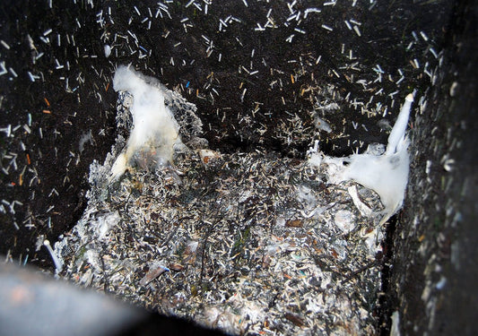 All About Mould And Fungi - HOTBIN Composting