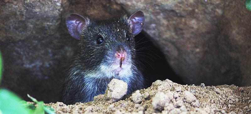 How to Deter Rats From the HOTBIN - HOTBIN Composting