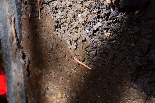 Will I Find Worms in the HOTBIN? - HOTBIN Composting