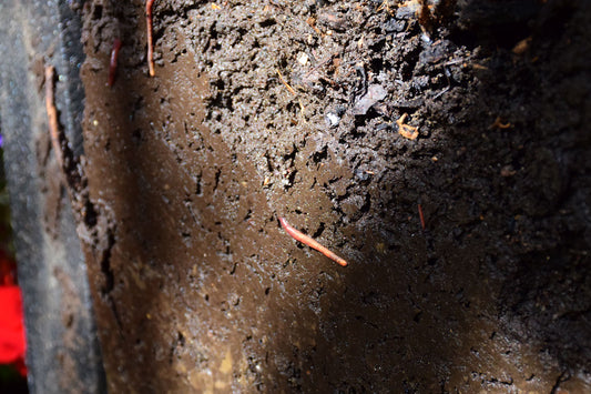 Will I Find Worms in the HOTBIN?