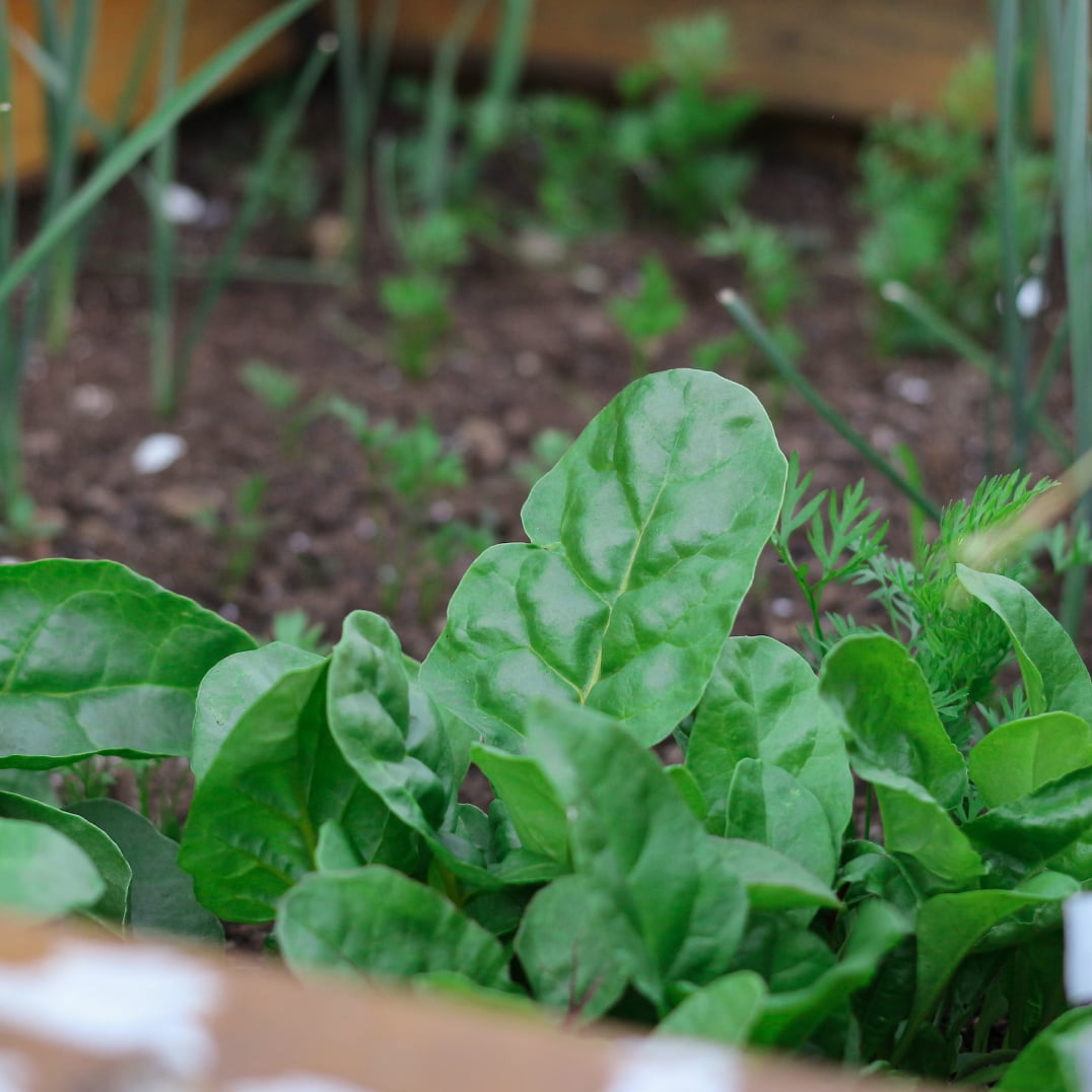 Woodchip (Bulking Agent) HOTBIN Composting